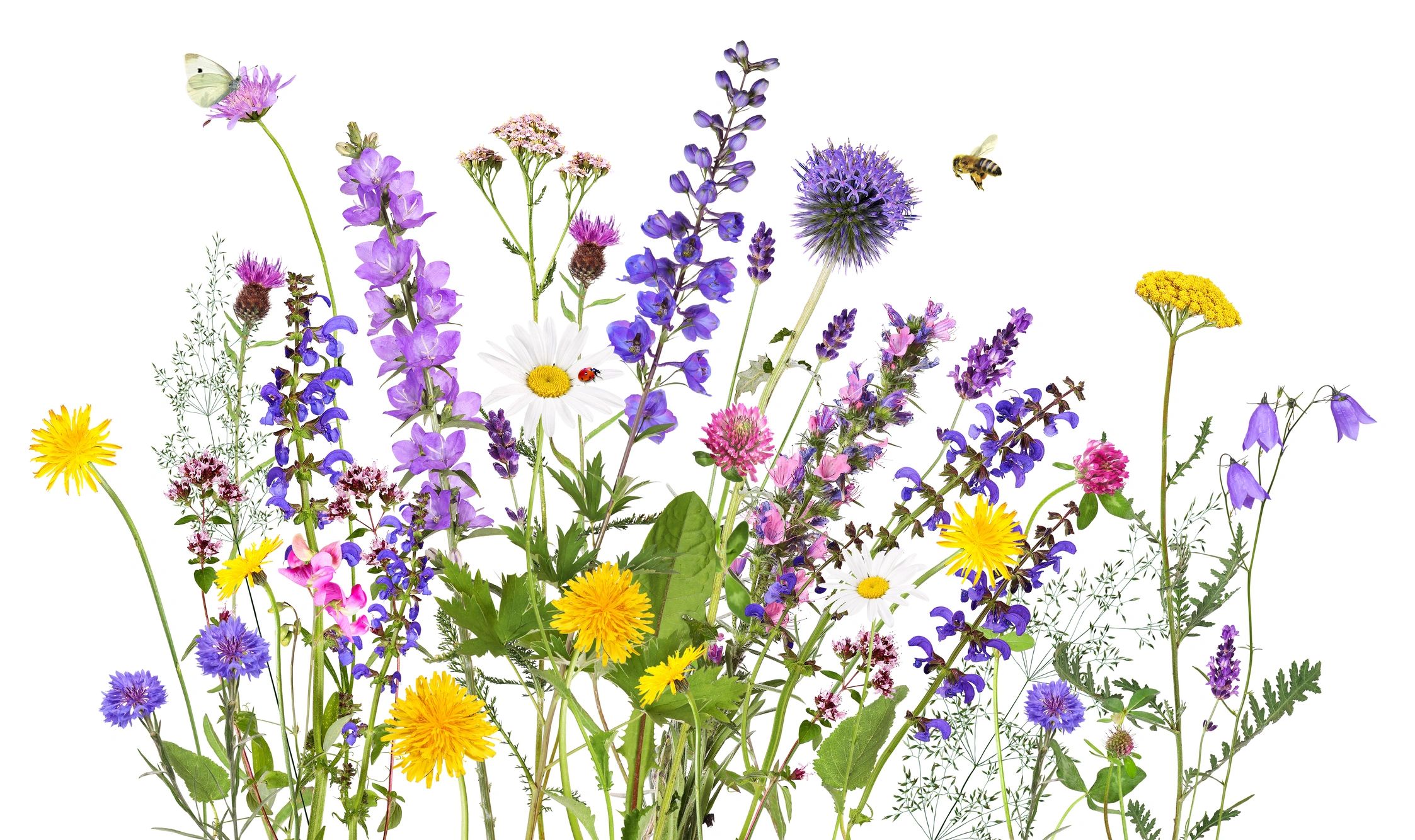 Wildflowers in a meadow evoking imagery and poetic inspiration